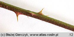 Rubus rudis (jeżyna szczeciniasta)