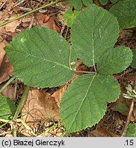 Rubus salisburgensis (jeżyna salzburska)