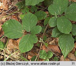 Rubus salisburgensis (jeżyna salzburska)