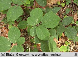 Rubus salisburgensis (jeżyna salzburska)