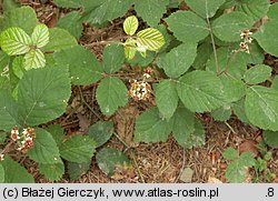 Rubus salisburgensis (jeżyna salzburska)