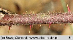 Rubus salisburgensis (jeżyna salzburska)