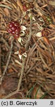 Rubus salisburgensis (jeżyna salzburska)