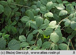 Rubus siemianicensis (jeżyna siemianicka)