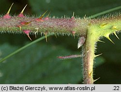 Rubus siemianicensis (jeżyna siemianicka)