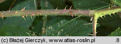 Rubus siemianicensis (jeżyna siemianicka)