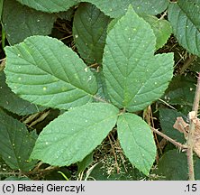 Rubus siemianicensis (jeżyna siemianicka)