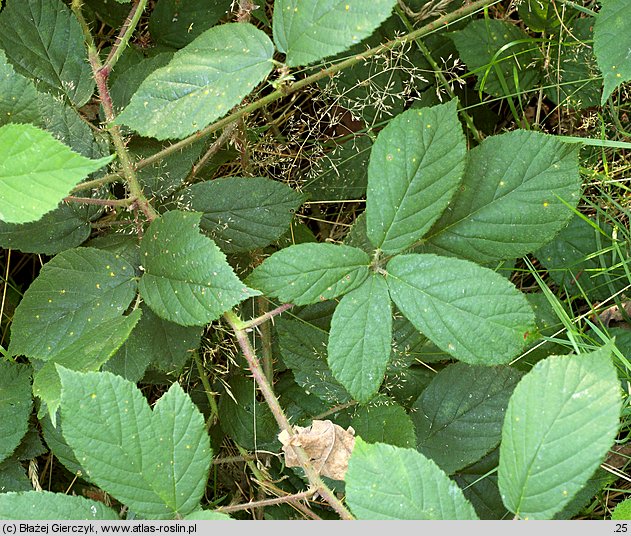 Rubus siemianicensis (jeżyna siemianicka)