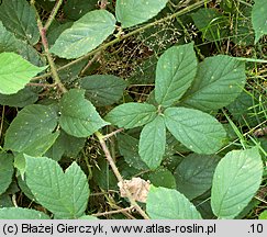 Rubus siemianicensis (jeżyna siemianicka)