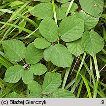 Rubus salisburgensis (jeżyna salzburska)