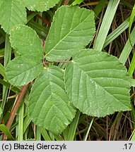 Rubus salisburgensis (jeżyna salzburska)