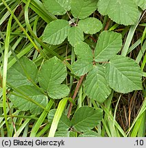 Rubus salisburgensis (jeżyna salzburska)