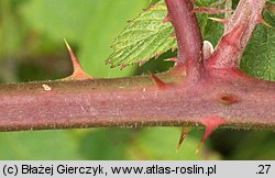 Rubus salisburgensis (jeżyna salzburska)