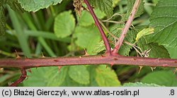 Rubus salisburgensis (jeżyna salzburska)