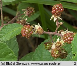 Rubus salisburgensis (jeżyna salzburska)