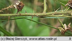 Rubus spribillei (jeżyna Spribillego)