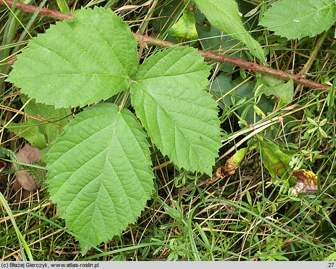 Rubus spribillei (jeżyna Spribillego)