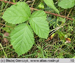 Rubus spribillei (jeżyna Spribillego)