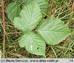 Rubus spribillei (jeżyna Spribillego)