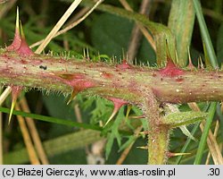 Rubus spribillei (jeżyna Spribillego)