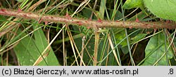 Rubus spribillei (jeżyna Spribillego)