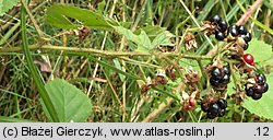 Rubus spribillei (jeżyna Spribillego)