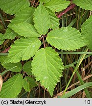 Rubus tabanimontanus (jeżyna fioletowopędowa)