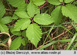 Rubus tabanimontanus (jeżyna fioletowopędowa)