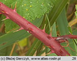 Rubus tabanimontanus (jeżyna fioletowopędowa)