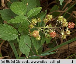 Rubus tabanimontanus (jeżyna fioletowopędowa)