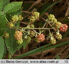 Rubus tabanimontanus (jeżyna fioletowopędowa)