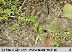 Apium repens (selery błotne)