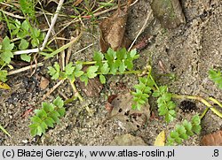 Apium repens (selery błotne)