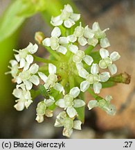 Apium repens (selery błotne)