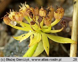 Apium repens (selery błotne)