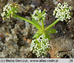 Apium repens (selery błotne)