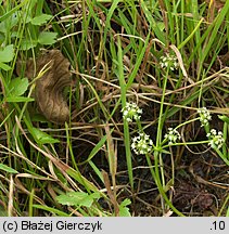 Apium repens (selery błotne)