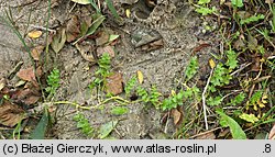 Apium repens (selery błotne)