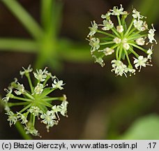 Apium repens (selery błotne)