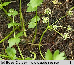 Apium repens (selery błotne)