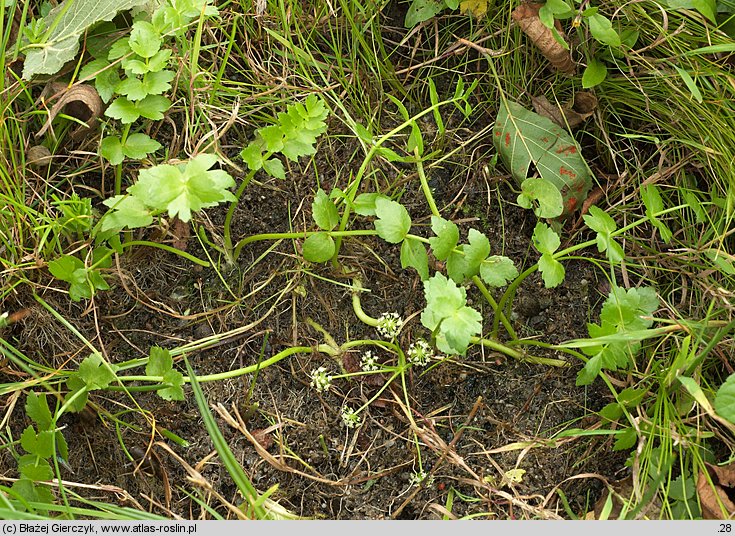 Apium repens (selery błotne)