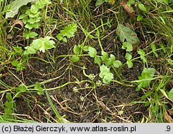 Apium repens (selery błotne)