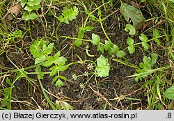 Apium repens (selery błotne)