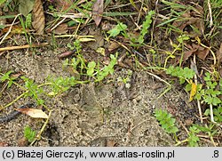 Apium repens (selery błotne)