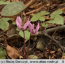 Cyclamen purpurascens (cyklamen purpurowy)