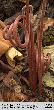 Cyclamen purpurascens (cyklamen purpurowy)