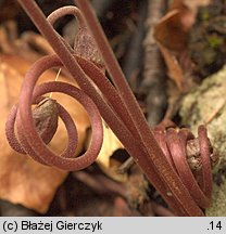 Cyclamen purpurascens (cyklamen purpurowy)