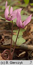 Cyclamen purpurascens (cyklamen purpurowy)