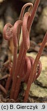 Cyclamen purpurascens (cyklamen purpurowy)