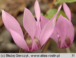 Cyclamen purpurascens (cyklamen purpurowy)